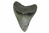 Serrated, Fossil Megalodon Tooth - South Carolina #356833-1